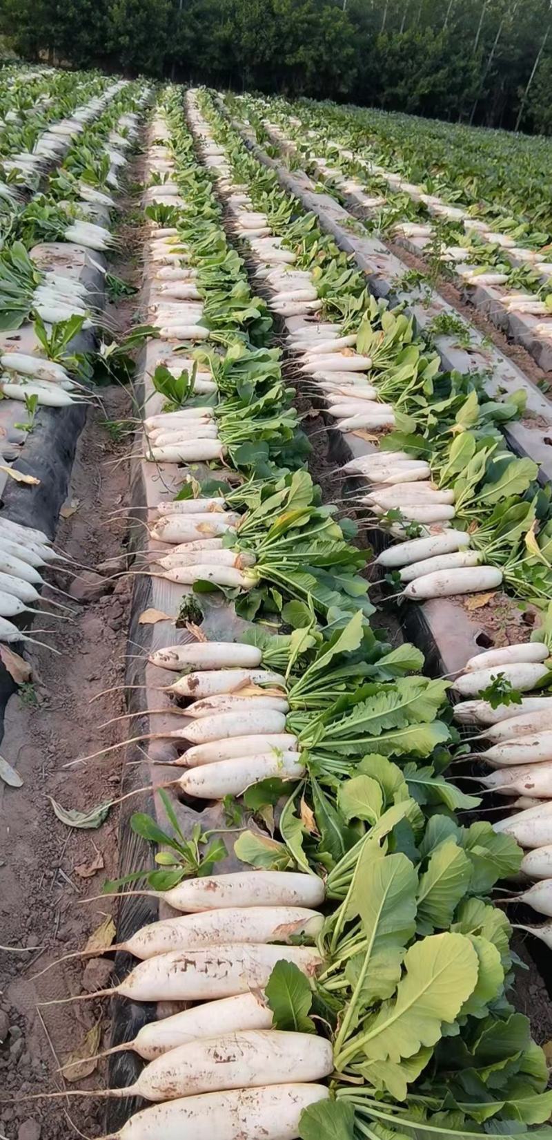 精品白萝卜大量上市有要的联系