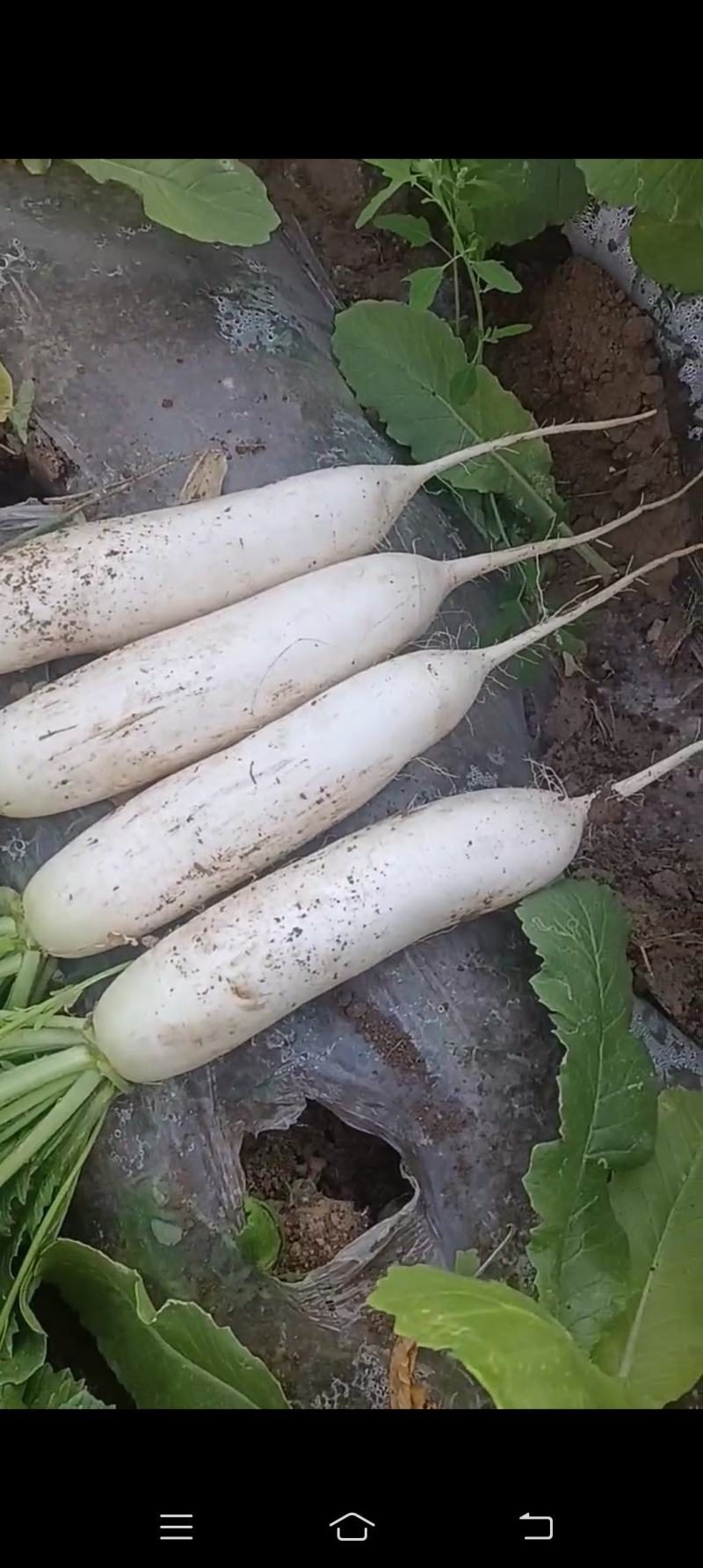 精品白萝卜大量上市有要的联系