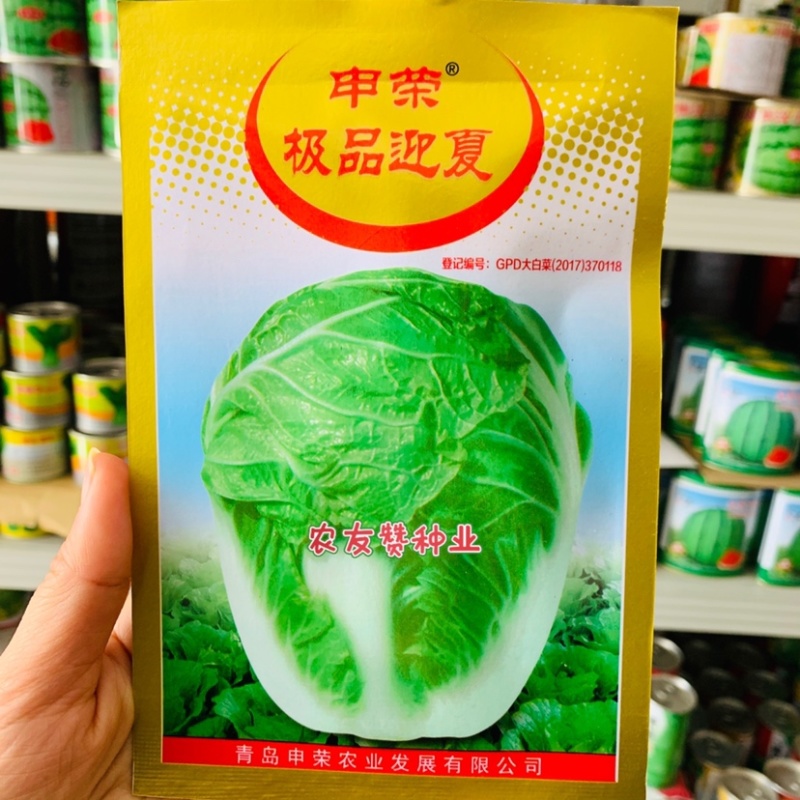 申荣迎夏大白菜种子早熟杂交种叠抱结球白菜种籽夏秋白菜