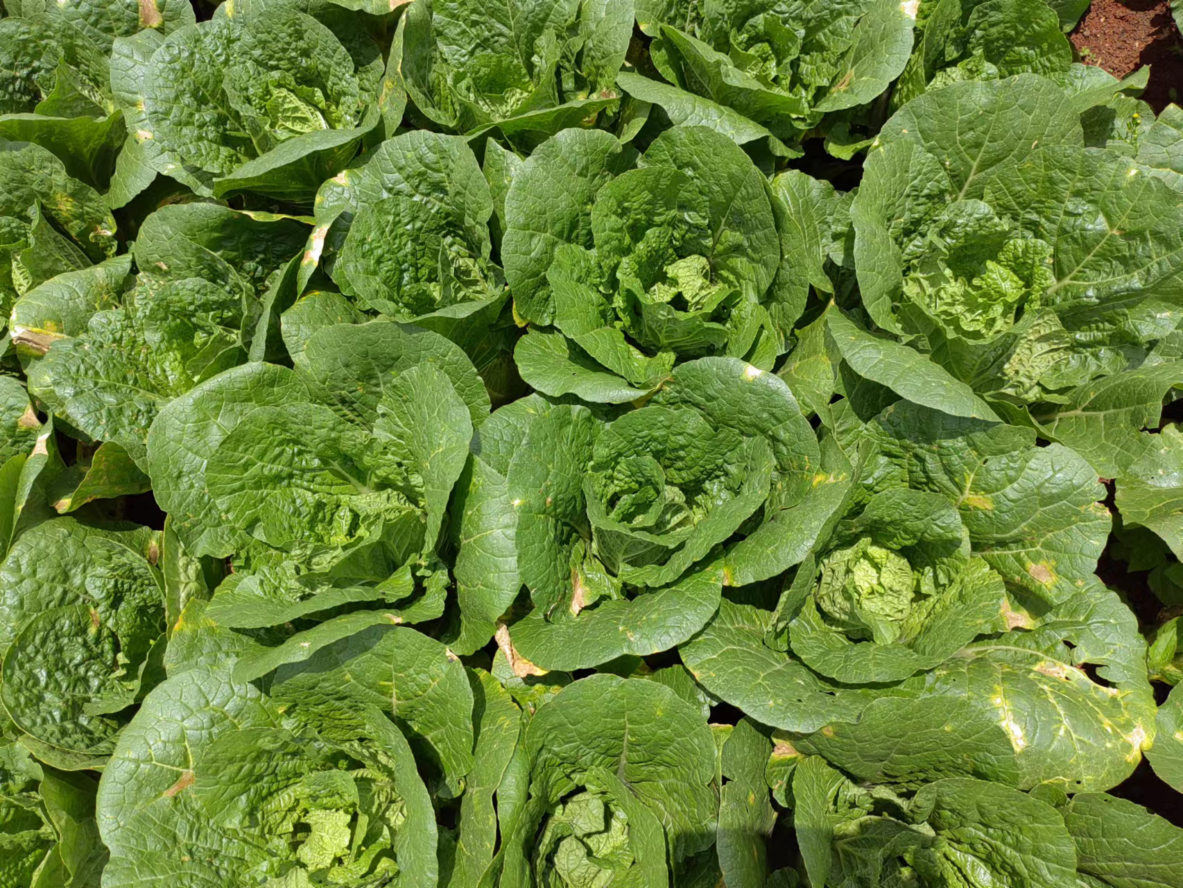 娃娃菜四季种植时间分布图