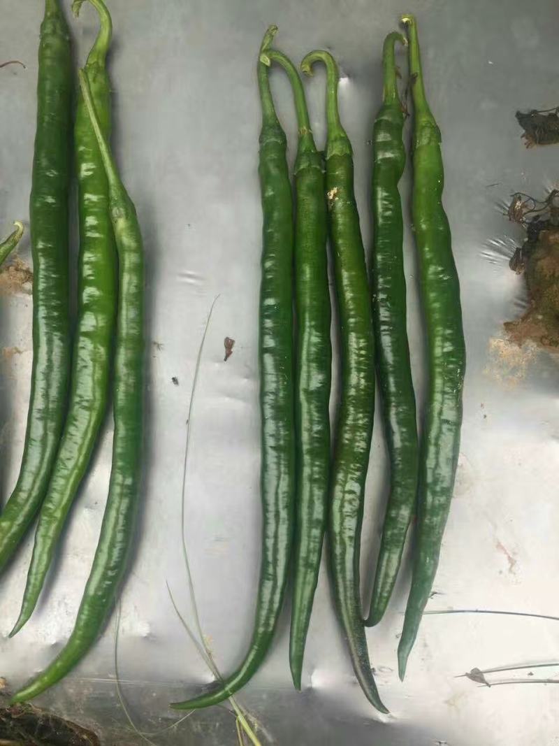 黑顺美辣椒种子辣味十足易管理颜色发黑辣味足口感无渣