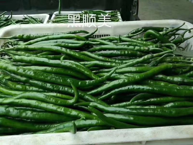 黑顺美辣椒种子辣味十足易管理颜色发黑辣味足口感无渣