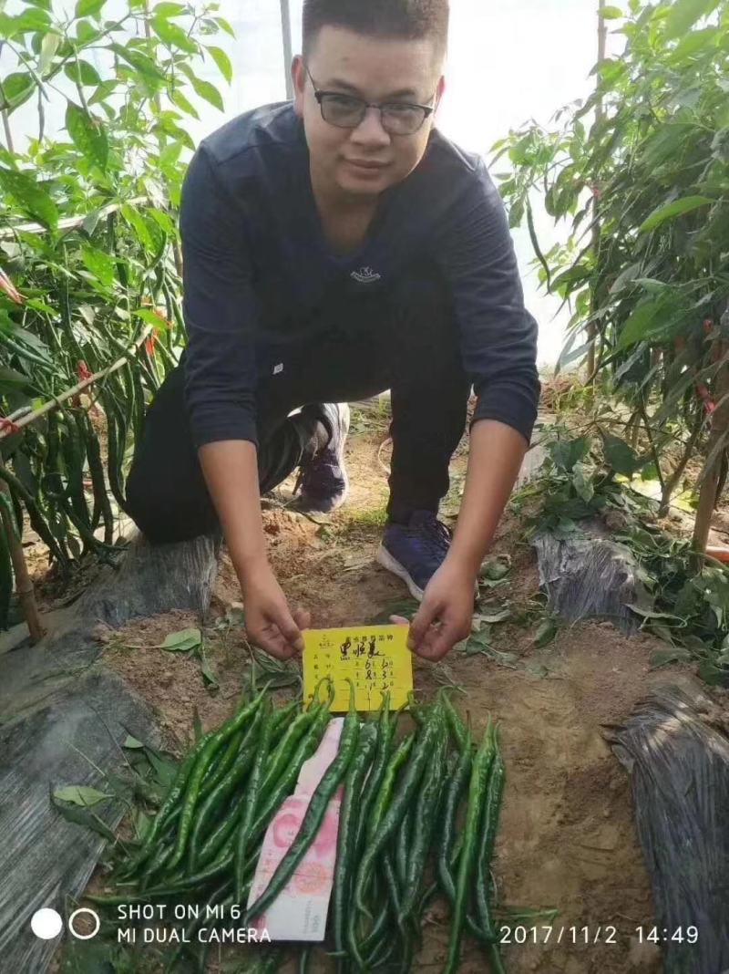 黑顺美辣椒种子辣味十足易管理颜色发黑辣味足口感无渣