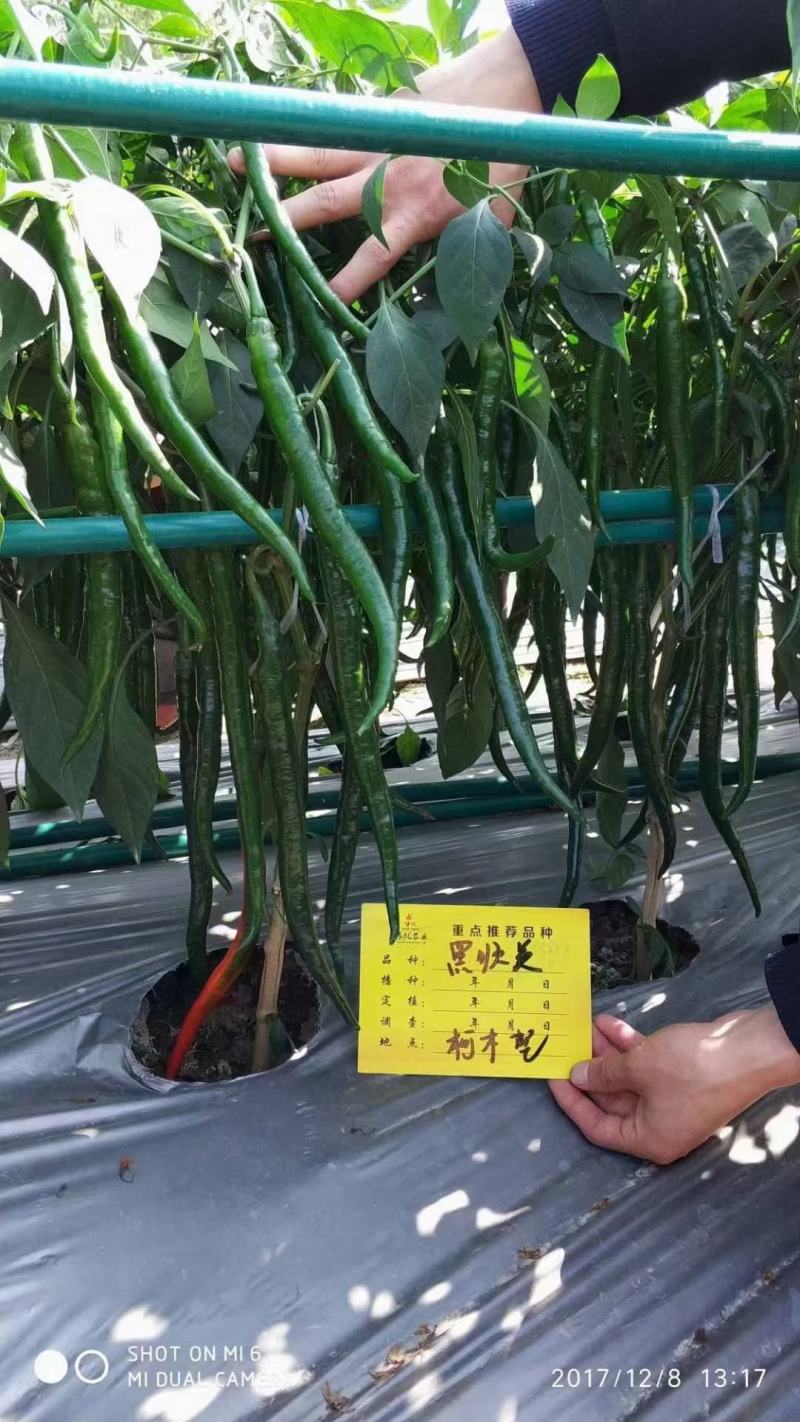 黑顺美辣椒种子辣味十足易管理颜色发黑辣味足口感无渣