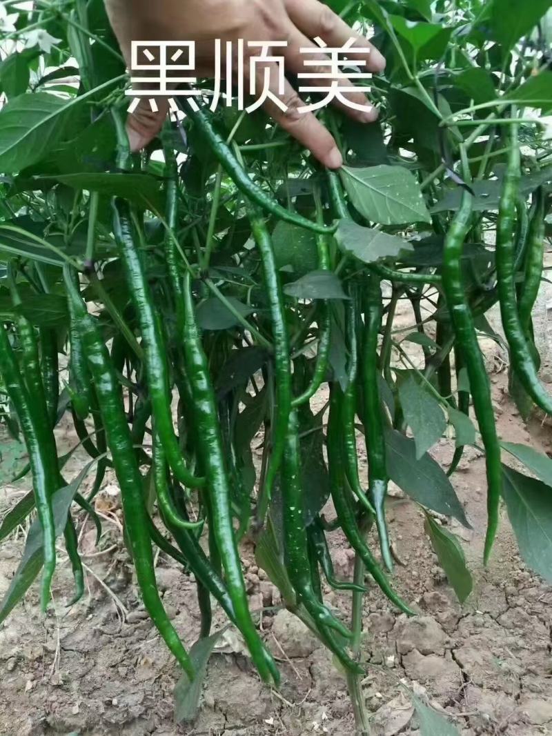 黑顺美辣椒种子辣味十足易管理颜色发黑辣味足口感无渣