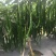 黑顺美辣椒种子辣味十足易管理颜色发黑辣味足口感无渣