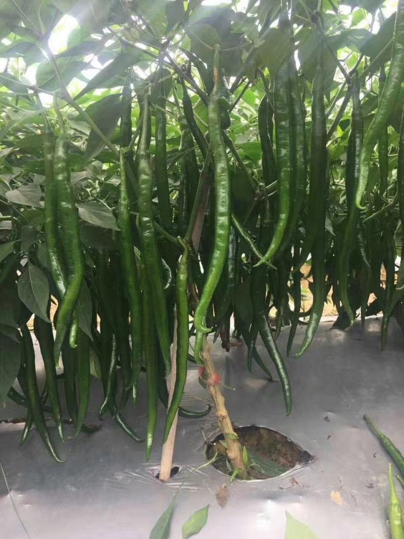 黑顺美辣椒种子辣味十足易管理颜色发黑辣味足口感无渣