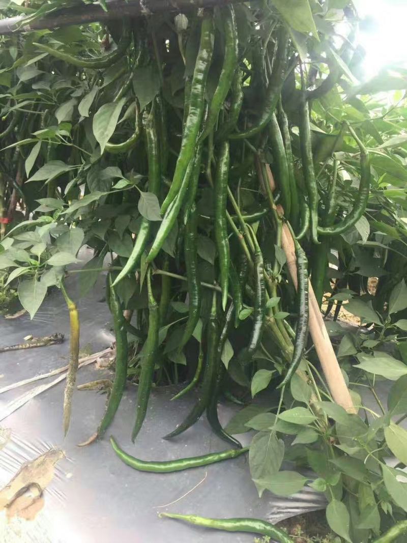黑顺美辣椒种子辣味十足易管理颜色发黑辣味足口感无渣
