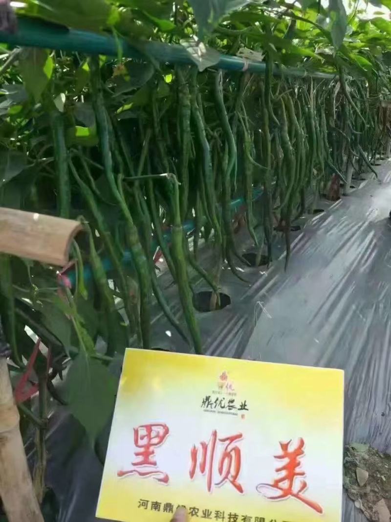 黑顺美辣椒种子辣味十足易管理颜色发黑辣味足口感无渣