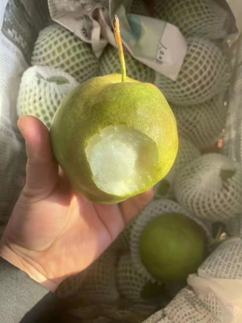 秦皇岛绥中石家庄东北梨玉露香梨梨王玉露香梨玉露香梨