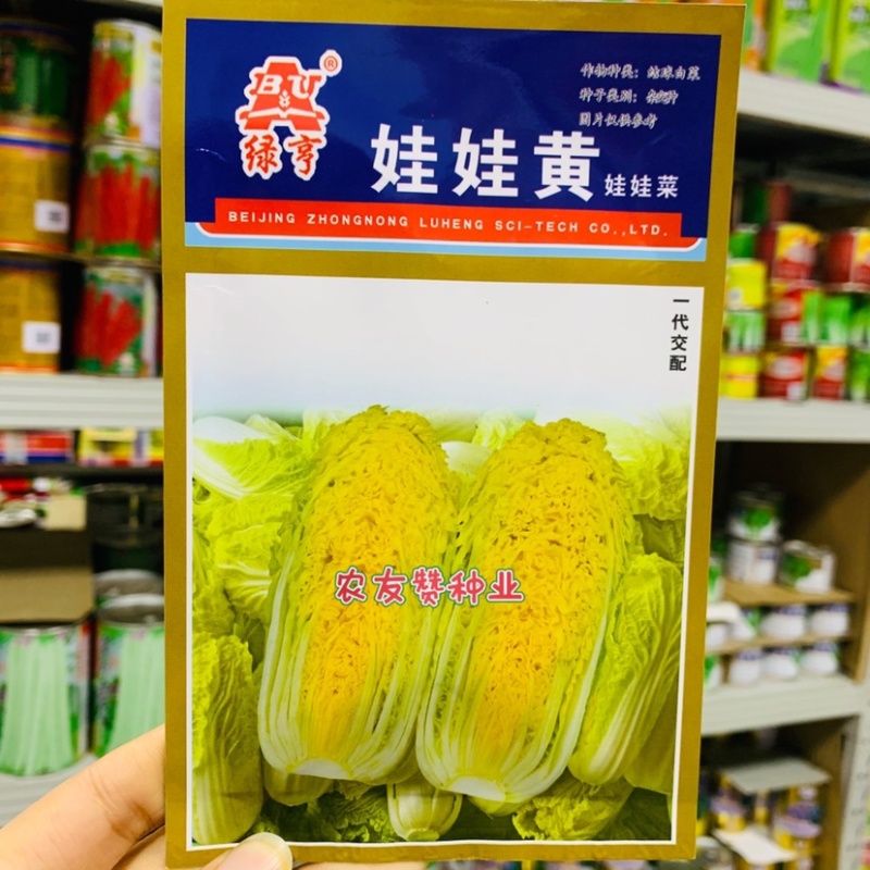绿亨娃娃黄娃娃菜种子早熟迷你白菜种子内叶嫩黄球顶合抱