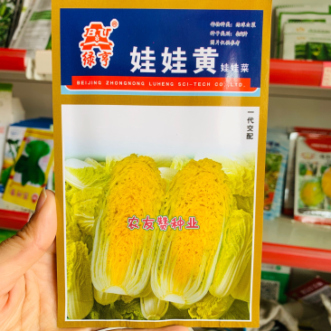 绿亨娃娃黄娃娃菜种子早熟迷你白菜种子内叶嫩黄球顶合抱
