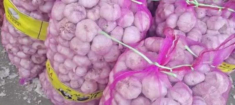 淮阳脱水蒜蒜米料发市场大混迹大量上市品质保证