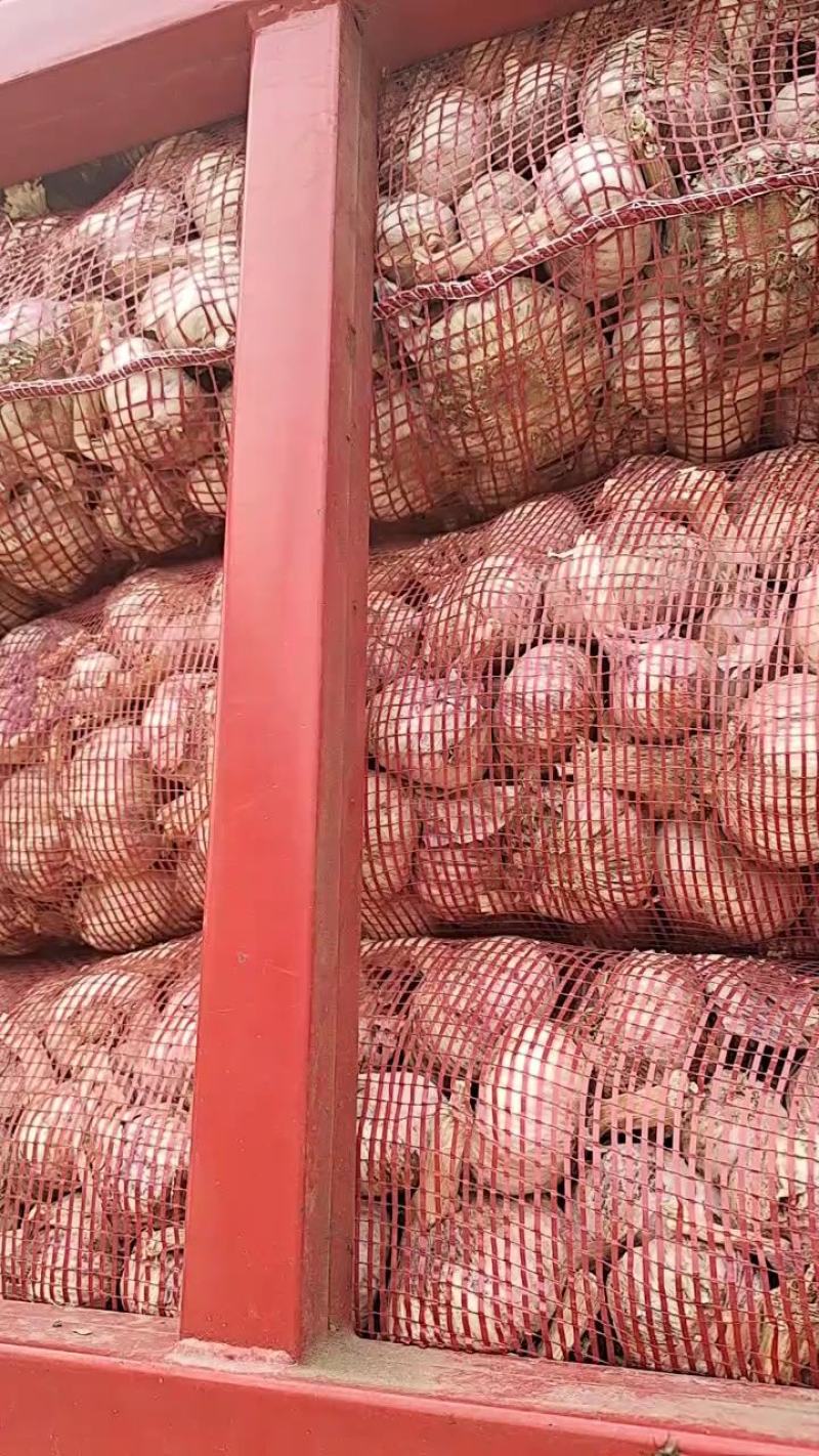 淮阳脱水蒜蒜米料发市场大混迹大量上市品质保证