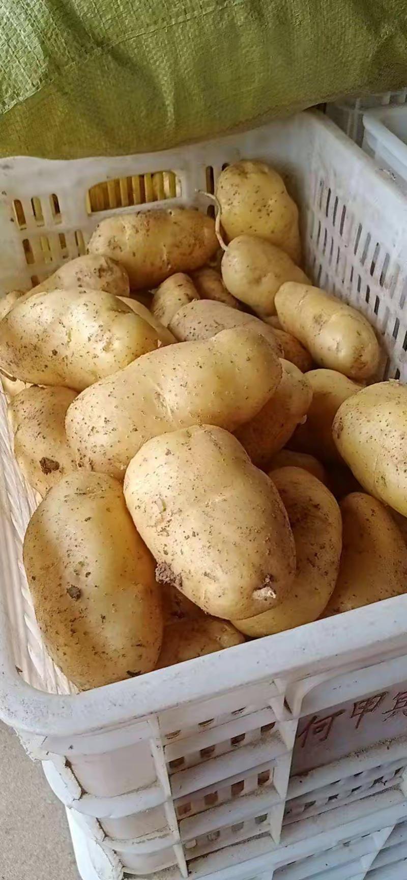 【希森6号土豆】实力供货品质保障对接全国客商
