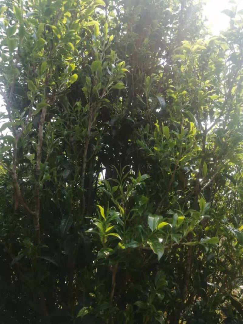 大箐王古树茶正宗云南普洱古树红茶