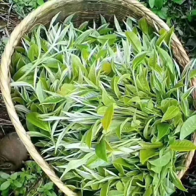 大箐王古树茶正宗云南普洱古树红茶