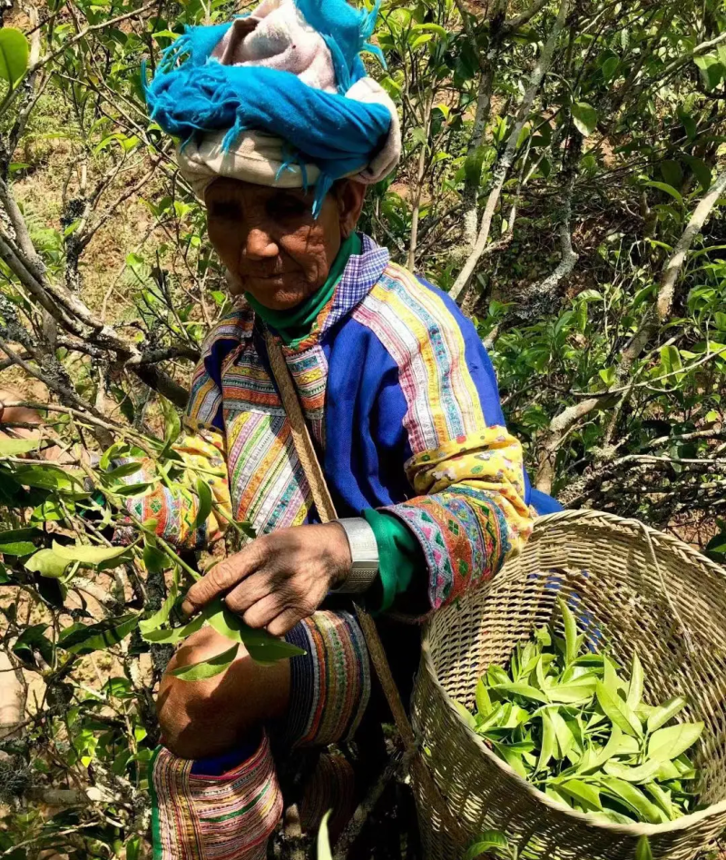 大箐王古树茶正宗云南普洱古树红茶