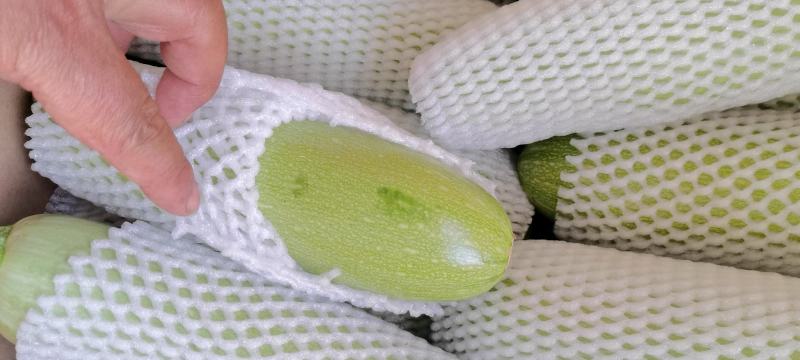 兰州金品菜以大量上市，有需要的抓紧联系我