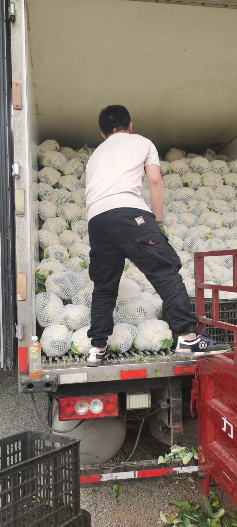 兰州金品菜以大量上市，有需要的抓紧联系我