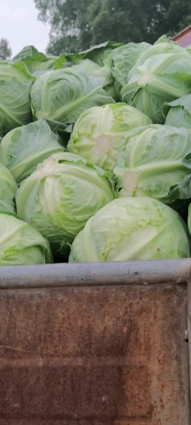 兰州金品菜以大量上市，有需要的抓紧联系我