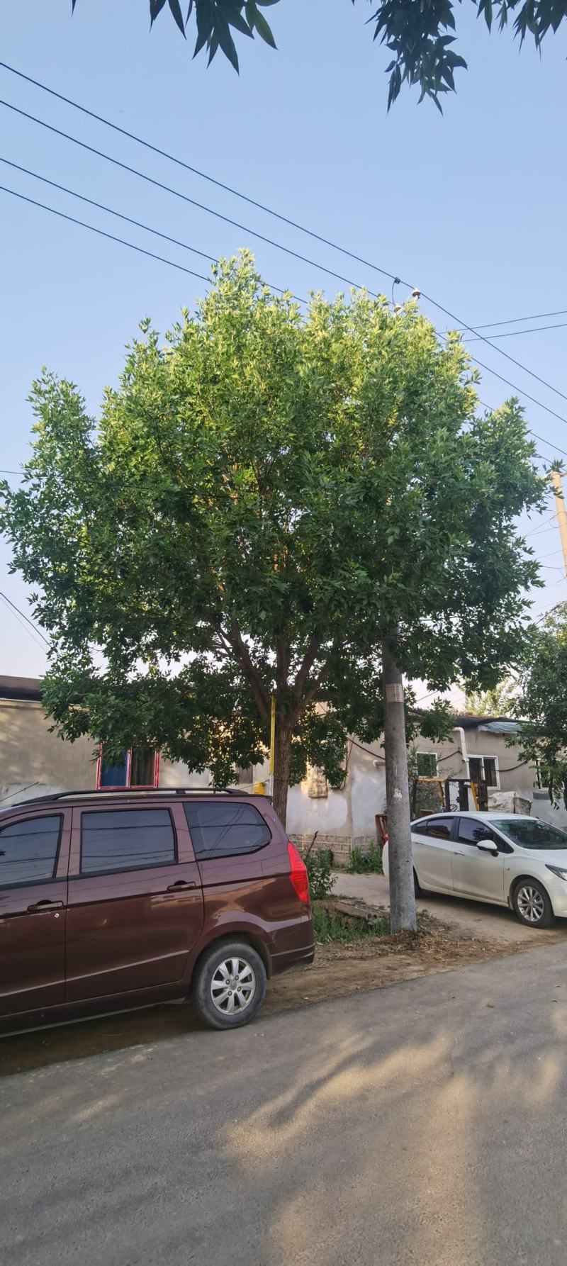 15公分假植白蜡，矮分支希植大冠12-25公分的白蜡大量