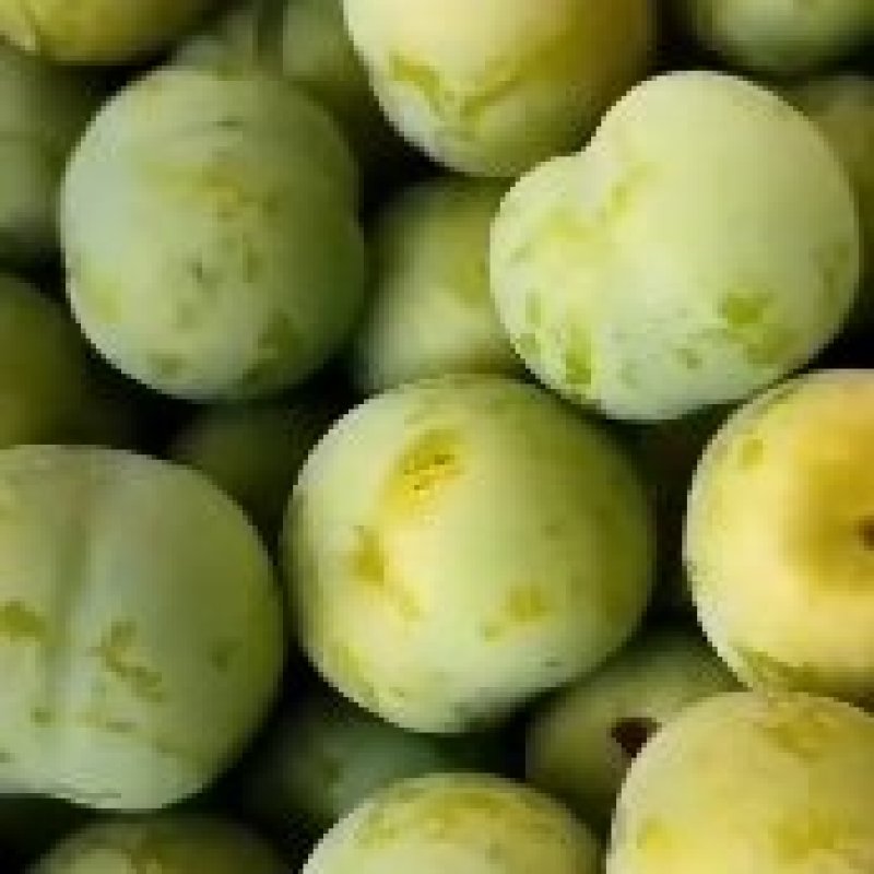 贞丰自产四月李量大品质好