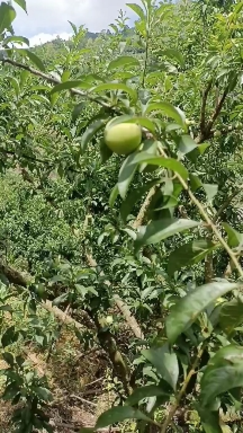 贞丰自产四月李量大品质好