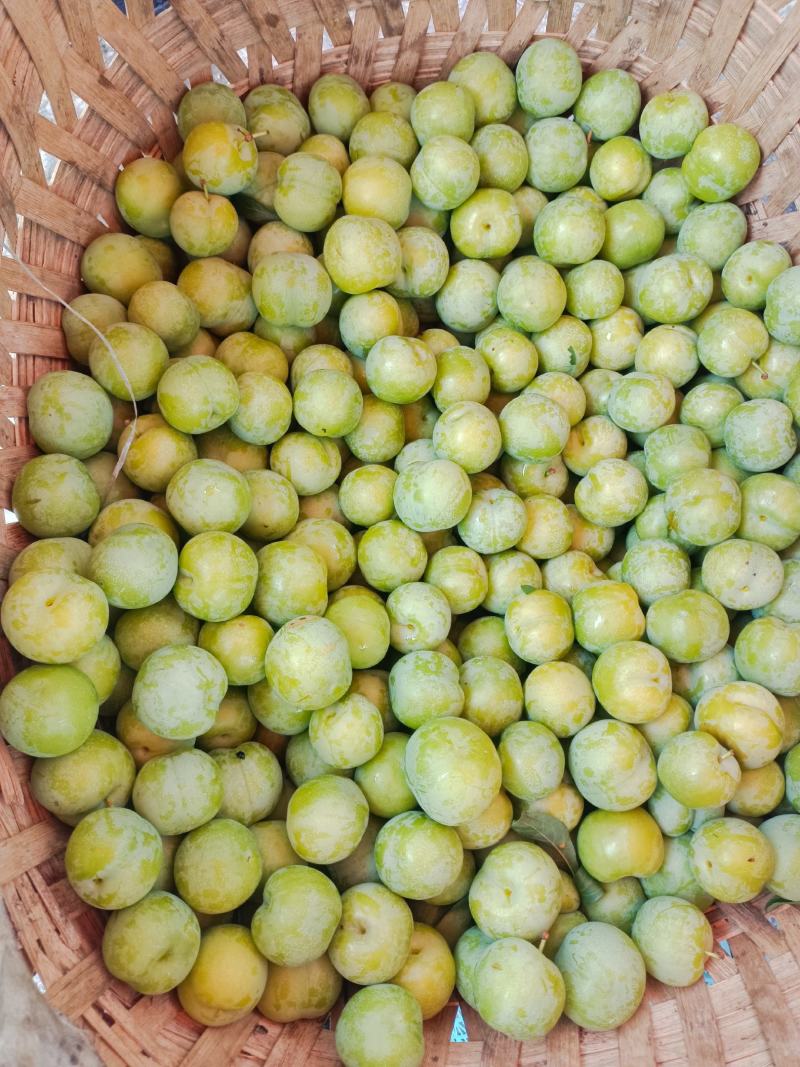 贞丰自产四月李量大品质好