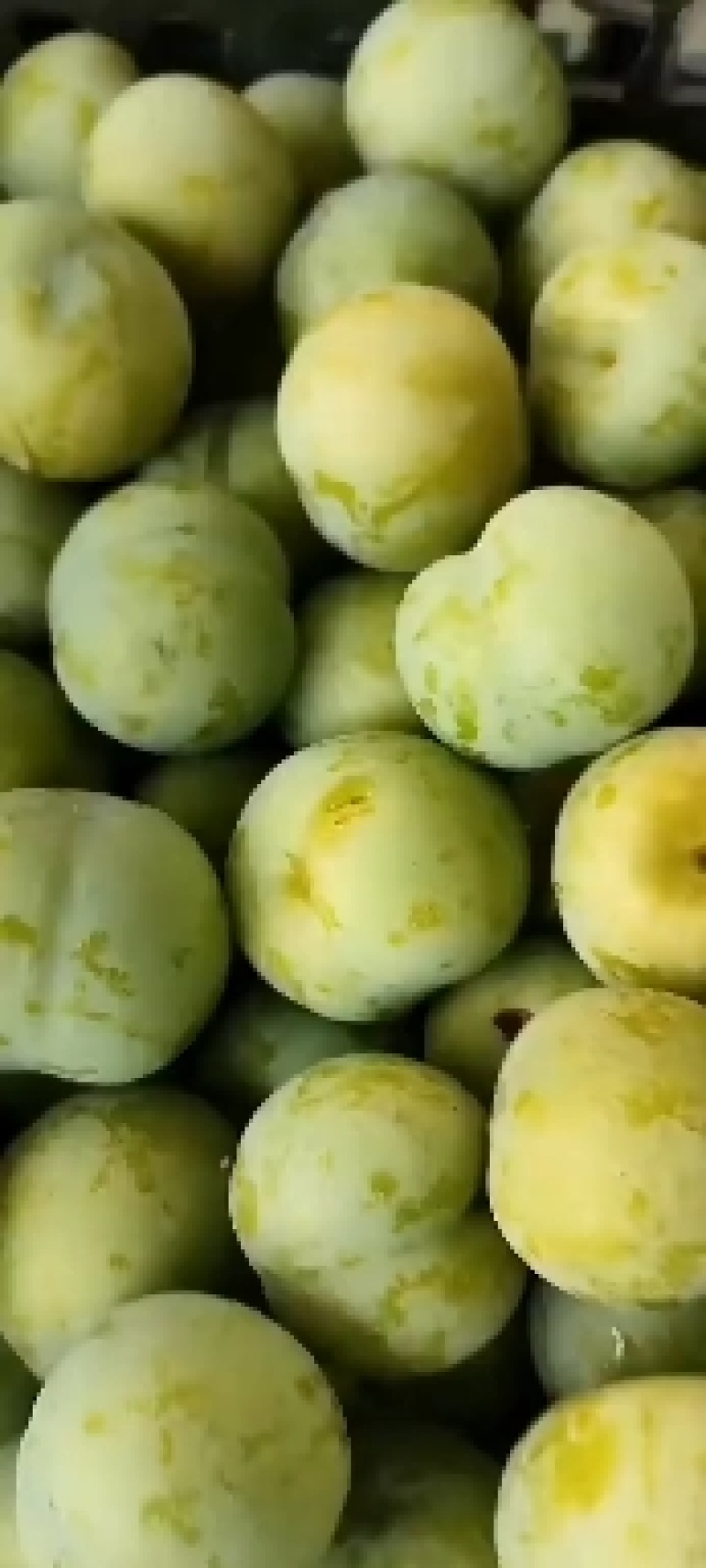 贞丰自产四月李量大品质好