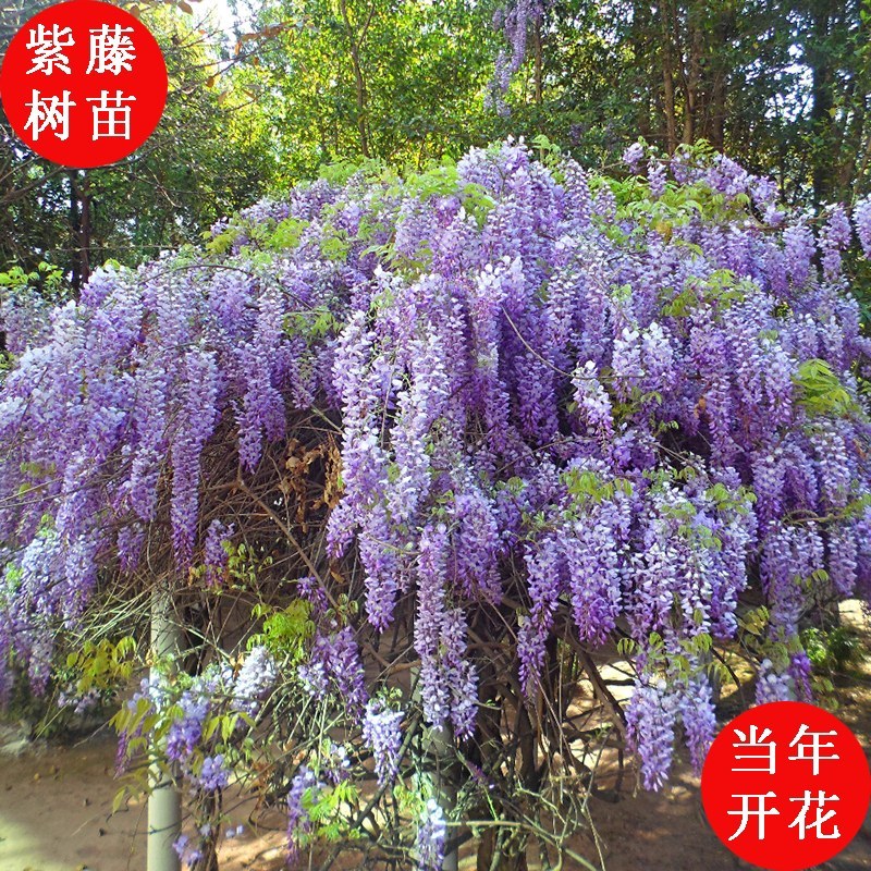 紫藤，多花紫藤，普罗旺斯紫藤花树庭院别墅围墙绿化紫藤