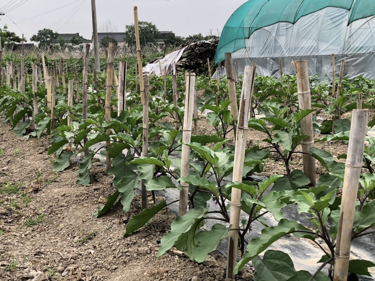 青茄夏季遮阳网覆盖栽培实景