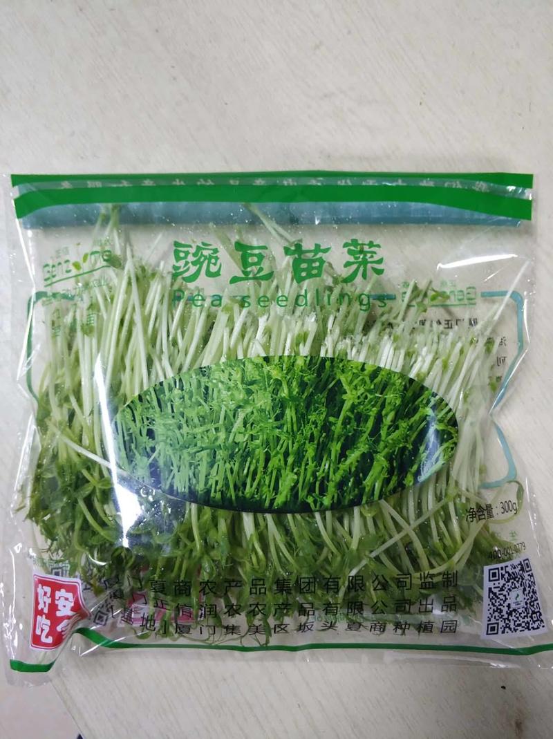 批发豌豆苗菜活体盘，散装，盒装，袋装