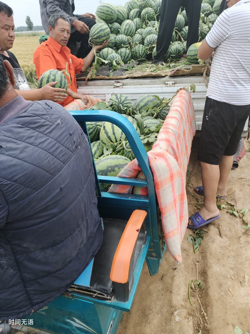 本地甜王西瓜真实价不虚标