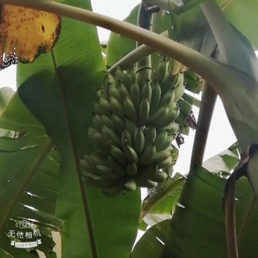 云南红河元阳西贡香蕉