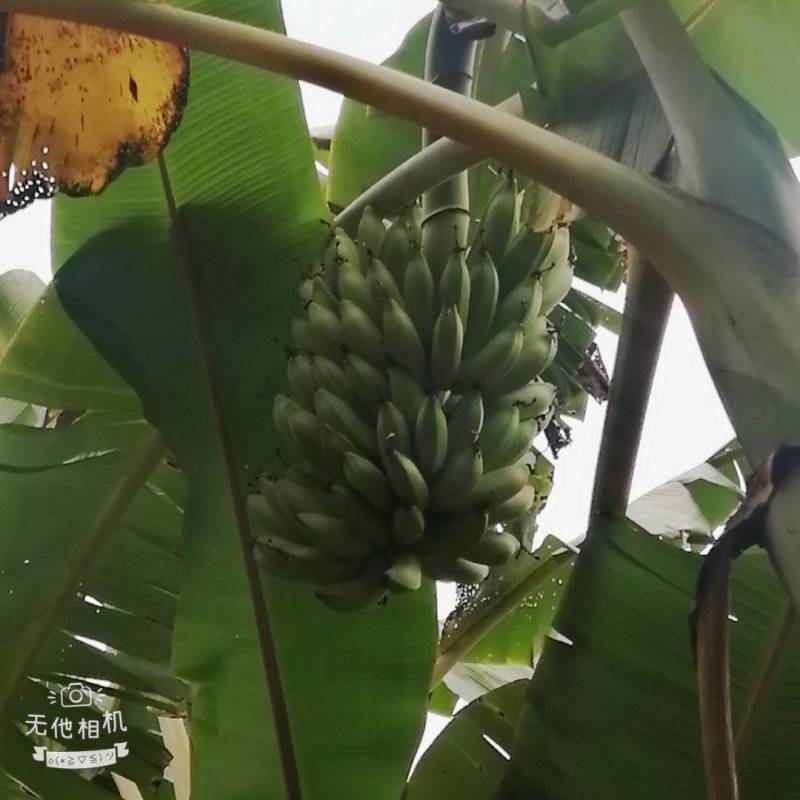 云南红河元阳西贡香蕉