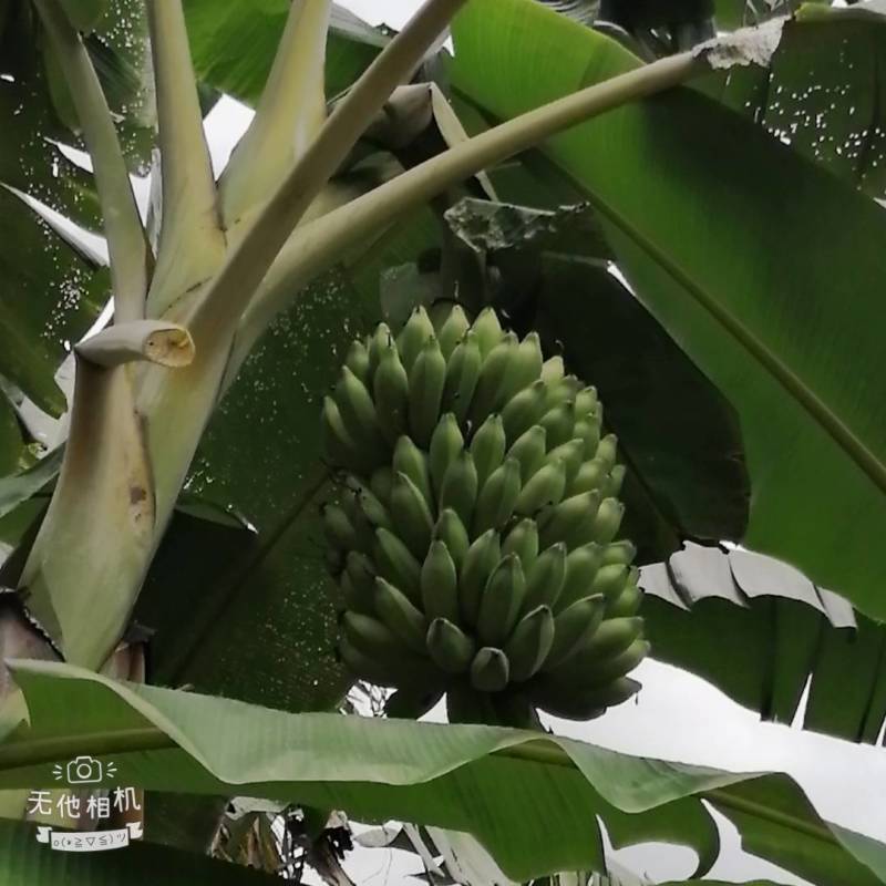 云南红河元阳西贡香蕉