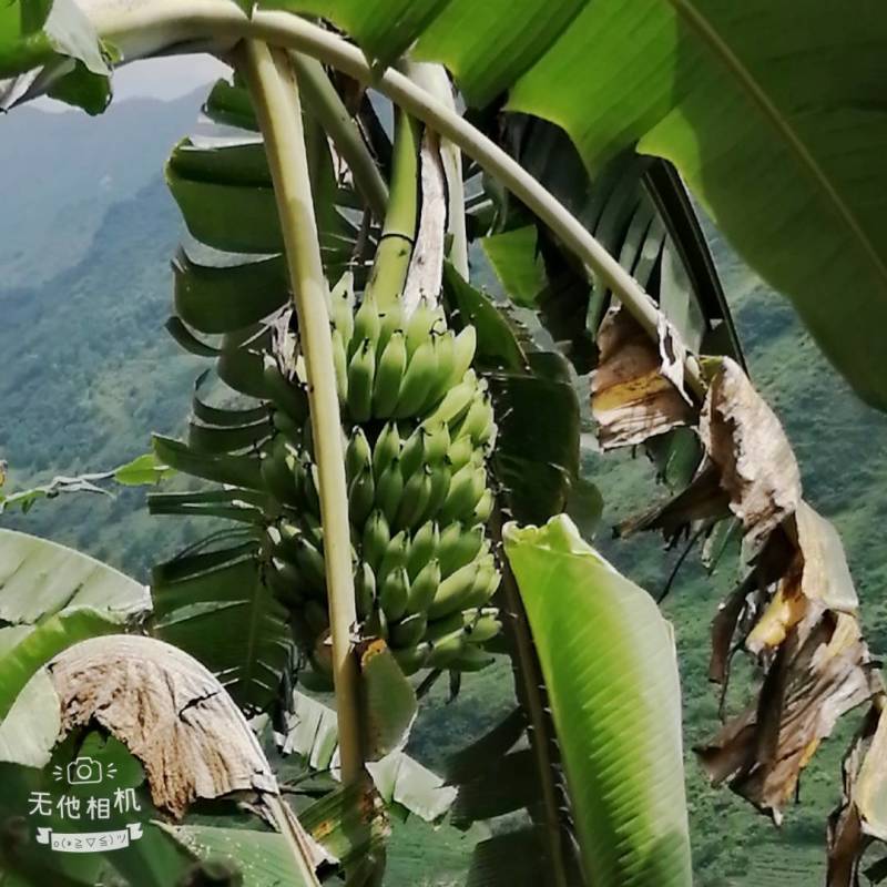 云南红河元阳西贡香蕉