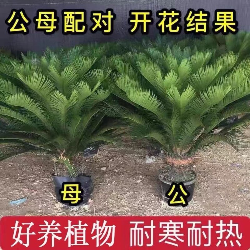 【基地】铁树盆栽室内室外花卉绿植好养易活净化空气除甲醛招