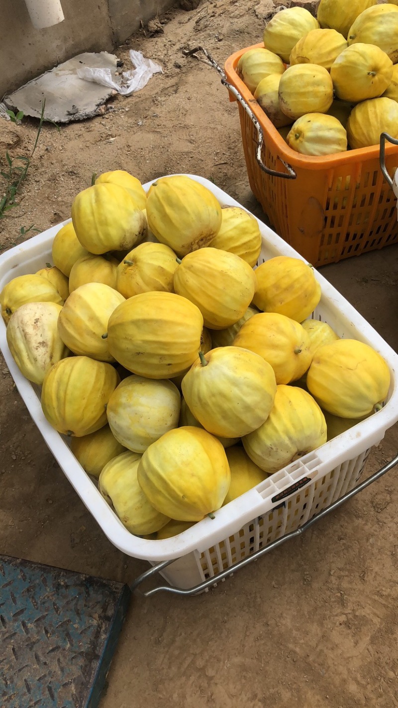 美浓甜宝丑八怪香瓜6月20号大量上市