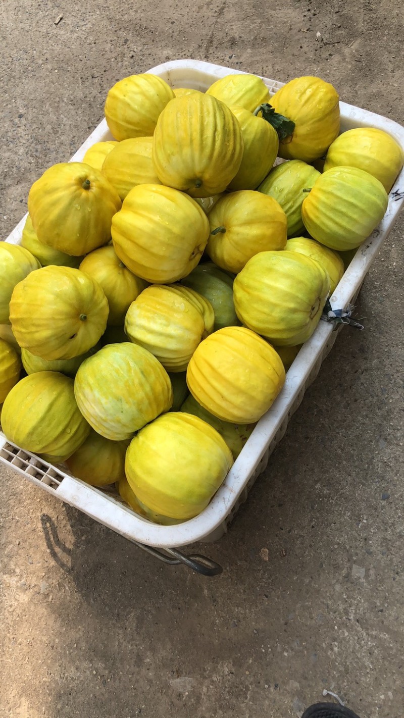 美浓甜宝丑八怪香瓜6月20号大量上市