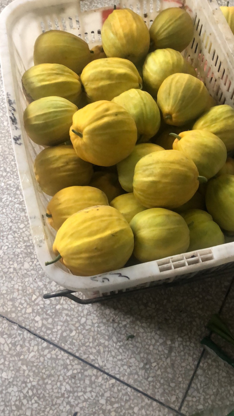 美浓甜宝丑八怪香瓜6月20号大量上市