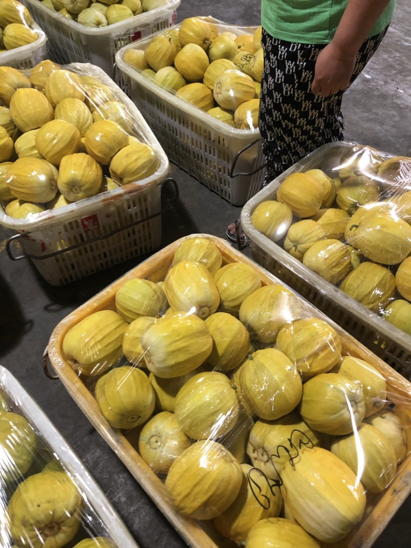 美浓甜宝丑八怪香瓜6月20号大量上市