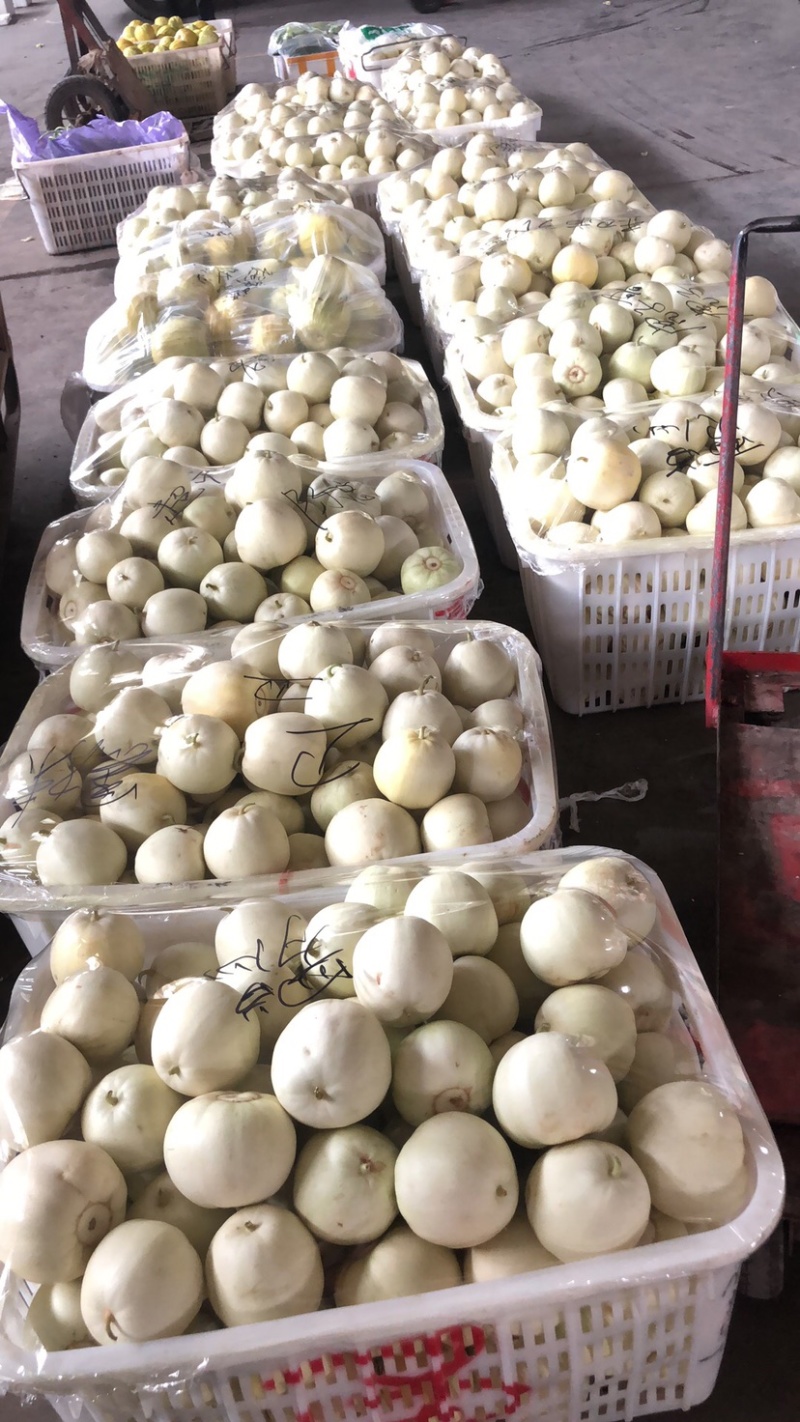 美浓甜宝丑八怪香瓜6月20号大量上市