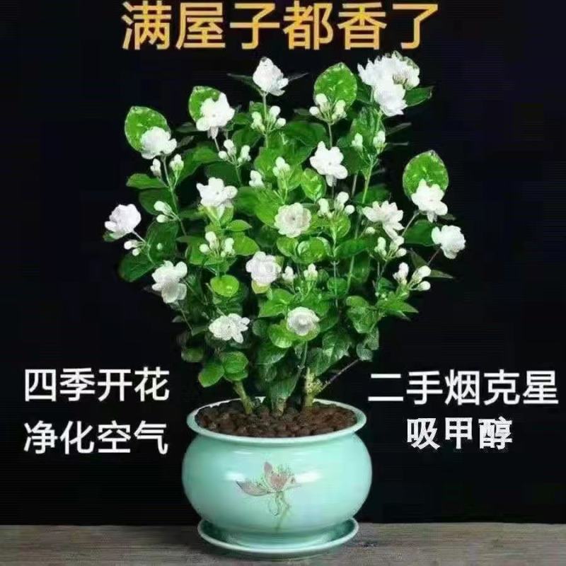 【带花苞】茉莉花盆栽浓香型重瓣好养室内阳台植物驱蚊净化空