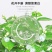 【带花苞】茉莉花盆栽浓香型重瓣好养室内阳台植物驱蚊净化空
