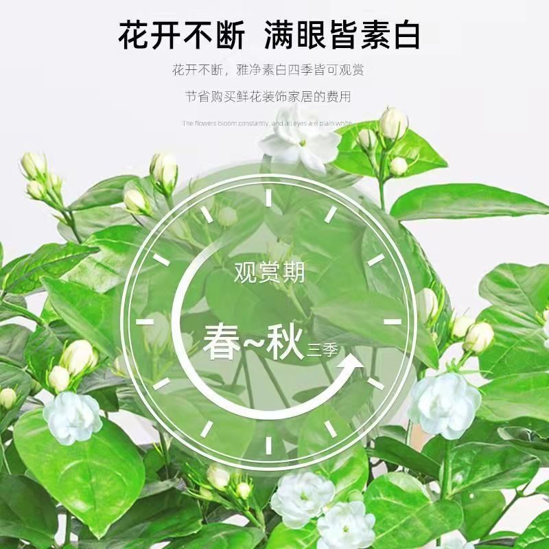 【带花苞】茉莉花盆栽浓香型重瓣好养室内阳台植物驱蚊净化空