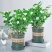 【带花苞】茉莉花盆栽浓香型重瓣好养室内阳台植物驱蚊净化空