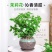 【带花苞】茉莉花盆栽浓香型重瓣好养室内阳台植物驱蚊净化空