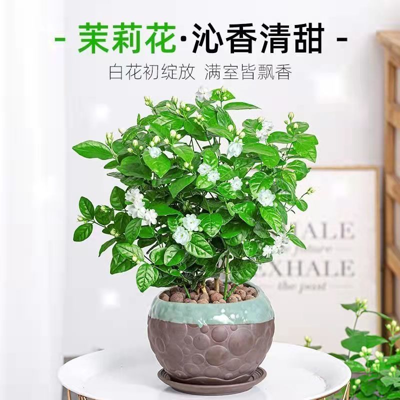 【带花苞】茉莉花盆栽浓香型重瓣好养室内阳台植物驱蚊净化空